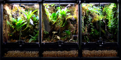 Vertical Aquarium Based Vivariums